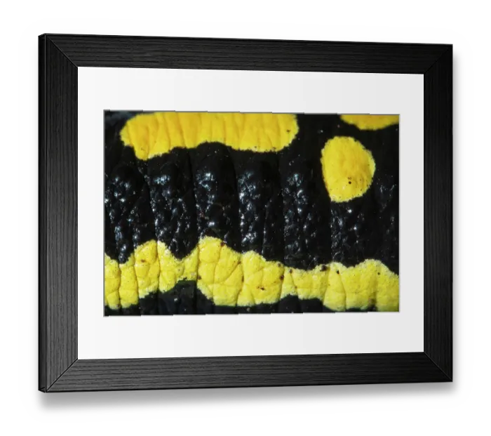Framed Print : RF - Fire salamander (Salamandra salamandra) skin detail, Hallerbos, Belgium. November. (This image may be licensed either as rights managed or royalty free.) Framed Print : RF - Fire salamander (Salamandra salamandra) skin detail, Hallerbos, Belgium. November. (This image may be licensed either as rights managed or royalty free.)