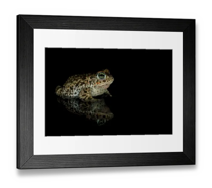 Framed Print : RF - Natterjack toad (Epidalea calamita) at night, portrait, Millingerwaard, The Netherlands. April. (This image may be licensed either as rights managed or royalty free.) Framed Print : RF - Natterjack toad (Epidalea calamita) at night, portrait, Millingerwaard, The Netherlands. April. (This image may be licensed either as rights managed or royalty free.)
