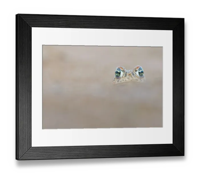 Framed Print : RF - Natterjack toad (Epidalea calamita) portrait, Millingerwaard, The Netherlands. April. (This image may be licensed either as rights managed or royalty free.) Framed Print : RF - Natterjack toad (Epidalea calamita) portrait, Millingerwaard, The Netherlands. April. (This image may be licensed either as rights managed or royalty free.)