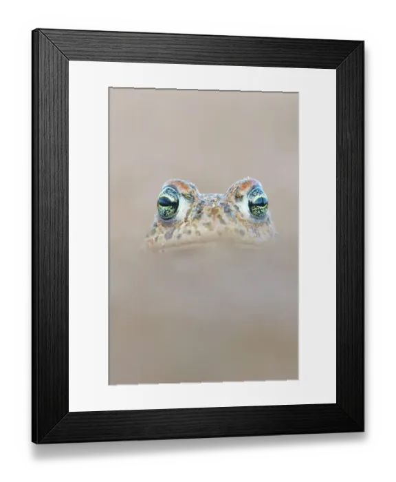 Framed Print : RF - Natterjack toad (Epidalea calamita) portrait, Millingerwaard, The Netherlands. April. (This image may be licensed either as rights managed or royalty free.) Framed Print : RF - Natterjack toad (Epidalea calamita) portrait, Millingerwaard, The Netherlands. April. (This image may be licensed either as rights managed or royalty free.)