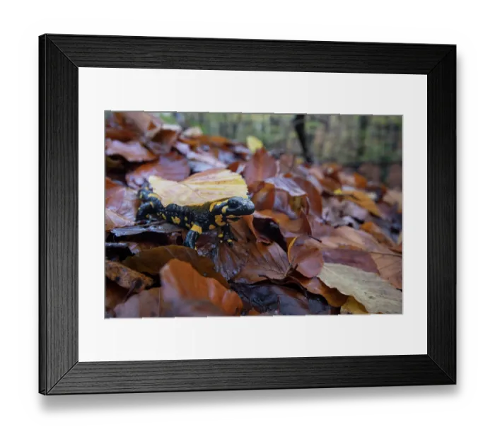 Framed Print : RF - Fire salamander (Salamandra salamandra) on dried leaves, Hallerbos, Belgium. November. (This image may be licensed either as rights managed or royalty free.) Framed Print : RF - Fire salamander (Salamandra salamandra) on dried leaves, Hallerbos, Belgium. November. (This image may be licensed either as rights managed or royalty free.)