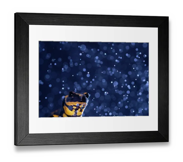 Framed Print : RF - Fire salamander (Salamandra salamandra) in rain, portrait, Hallerbos, Belgium. November. (This image may be licensed either as rights managed or royalty free.) Framed Print : RF - Fire salamander (Salamandra salamandra) in rain, portrait, Hallerbos, Belgium. November. (This image may be licensed either as rights managed or royalty free.)