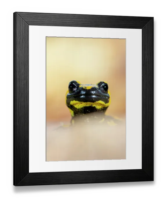 Framed Print : RF - Fire salamander (Salamandra salamandra) head portrait, Hallerbos, Belgium. November. (This image may be licensed either as rights managed or royalty free.) Framed Print : RF - Fire salamander (Salamandra salamandra) head portrait, Hallerbos, Belgium. November. (This image may be licensed either as rights managed or royalty free.)