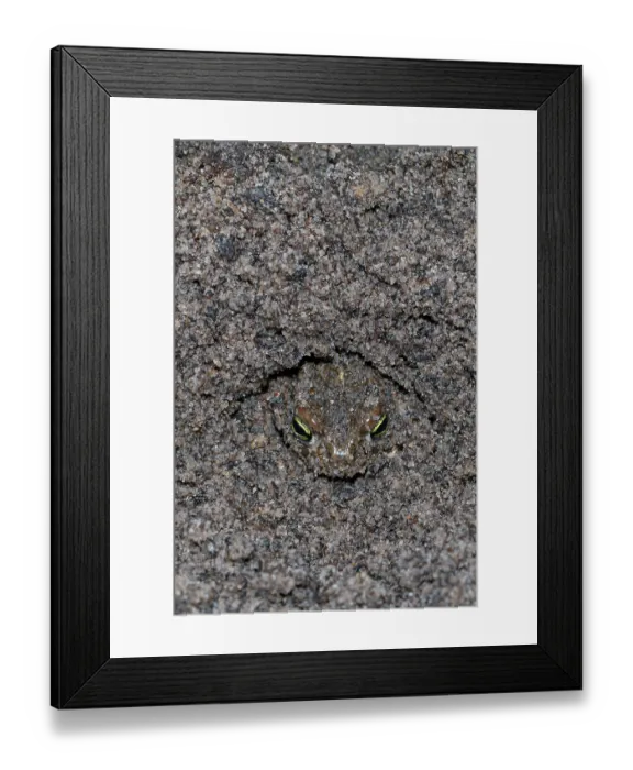 Framed Print : Natterjack toad (Epidalea calamita) buried in sand to stay cool during the day, Millingerwaard, The Netherlands. July Framed Print : Natterjack toad (Epidalea calamita) buried in sand to stay cool during the day, Millingerwaard, The Netherlands. July