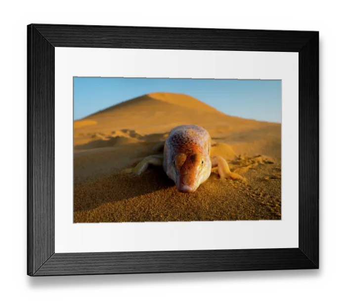 Framed Print : Eastern sandfish (Scincus mitranus) on sand dune, portrait, Sharjah, UAE. Captive Framed Print : Eastern sandfish (Scincus mitranus) on sand dune, portrait, Sharjah, UAE. Captive
