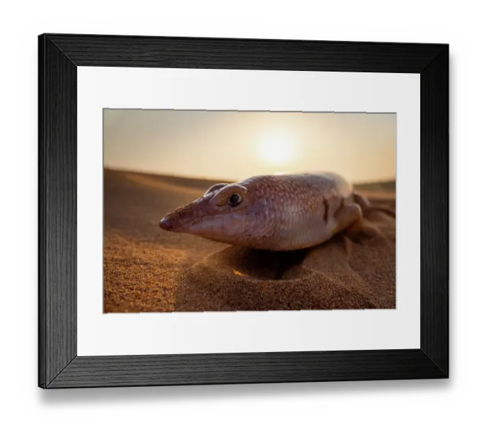 Framed Print : Eastern sandfish (Scincus mitranus) on sand dune, portrait, Sharjah, UAE. Captive Framed Print : Eastern sandfish (Scincus mitranus) on sand dune, portrait, Sharjah, UAE. Captive
