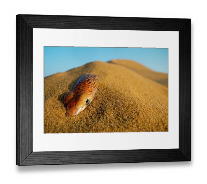 Framed Print : Eastern sandfish (Scincus mitranus) covered in sand on sand dune, Sharjah, UAE. Captive Framed Print : Eastern sandfish (Scincus mitranus) covered in sand on sand dune, Sharjah, UAE. Captive