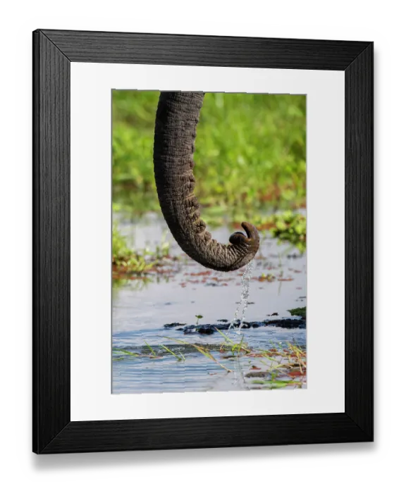 Framed Print : African elephant (Loxodonta africana) drinking, trunk detail, Amboseli National Park, Kenya. Endangered Framed Print : African elephant (Loxodonta africana) drinking, trunk detail, Amboseli National Park, Kenya. Endangered