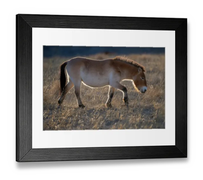 Framed Print : Przewalski's horse (Equus ferus przewalskii) walking in grassland, Khomyn Talyn Takhi Nature reserve, Western Mongolia. Endangered Framed Print : Przewalski's horse (Equus ferus przewalskii) walking in grassland, Khomyn Talyn Takhi Nature reserve, Western Mongolia. Endangered