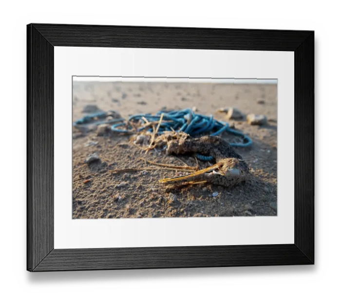 Framed Print : Socotra cormorant (Phalacrocorax nigrogularis) carcass caught in rope, Rubud Al Sharqiyah, Bahrain Framed Print : Socotra cormorant (Phalacrocorax nigrogularis) carcass caught in rope, Rubud Al Sharqiyah, Bahrain