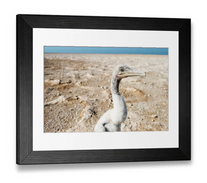 Framed Print : Socotra cormorant (Phalacrocorax nigrogularis) juvenile lost outside the colony, portrait, Rubud Al Sharqiyah, Bahrain Framed Print : Socotra cormorant (Phalacrocorax nigrogularis) juvenile lost outside the colony, portrait, Rubud Al Sharqiyah, Bahrain
