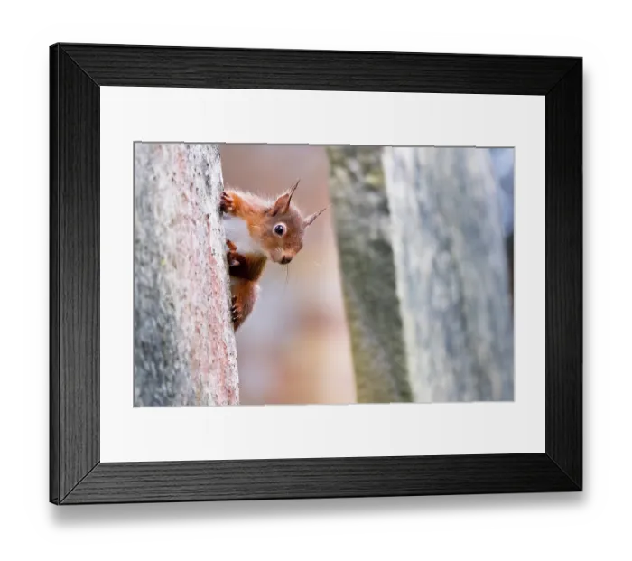 Framed Print : Red squirrel (Sciurus vulgaris) peering out from behind a gravestone in a cemetery, Brownsea Island, Dorset, England, UK. March Framed Print : Red squirrel (Sciurus vulgaris) peering out from behind a gravestone in a cemetery, Brownsea Island, Dorset, England, UK. March
