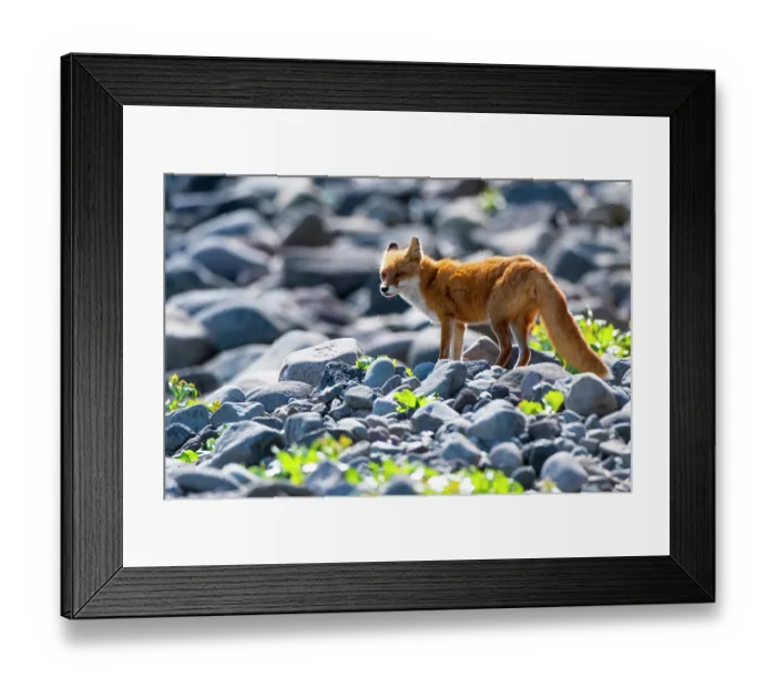 Framed Print : Ezo red fox (Vulpes vulpes schrencki) portrait, Shiretoko, Hokkaido, Japan Framed Print : Ezo red fox (Vulpes vulpes schrencki) portrait, Shiretoko, Hokkaido, Japan