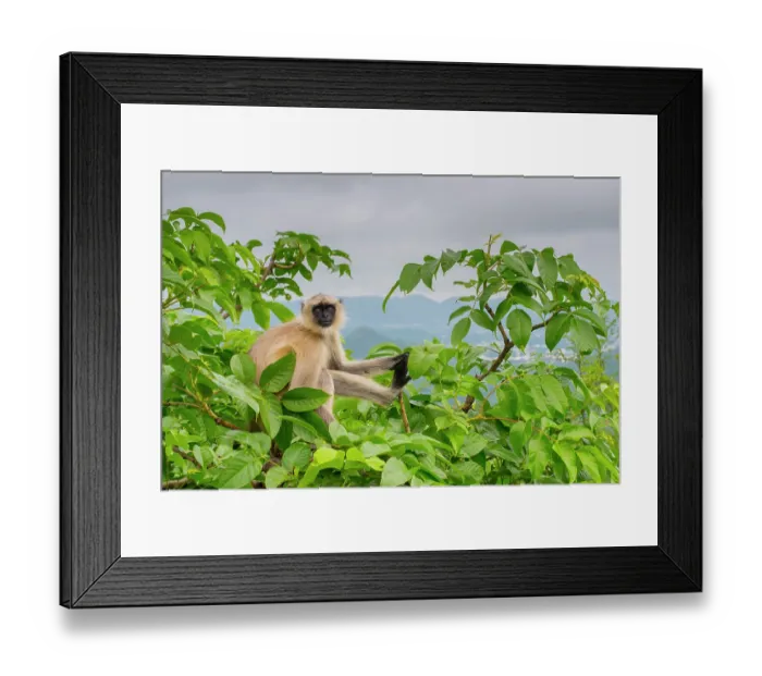 Framed Print : Northern plains grey langur (Semnopithecus entellus) sitting in tree top, Pushkar, Rajasthan, India Framed Print : Northern plains grey langur (Semnopithecus entellus) sitting in tree top, Pushkar, Rajasthan, India
