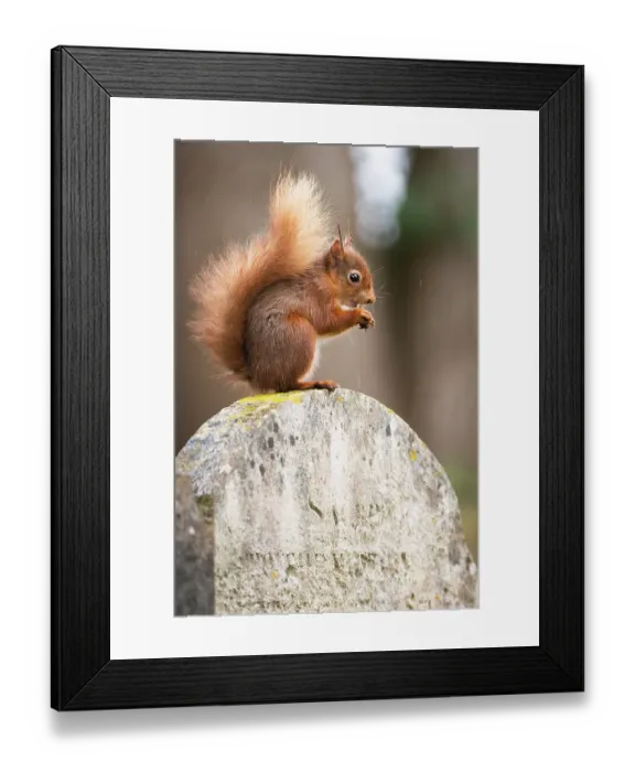 Framed Print : Red squirrel (Sciurus vulgaris) sitting on top of a gravestone in a cemetery, Brownsea Island, Dorset, England, UK. March Framed Print : Red squirrel (Sciurus vulgaris) sitting on top of a gravestone in a cemetery, Brownsea Island, Dorset, England, UK. March