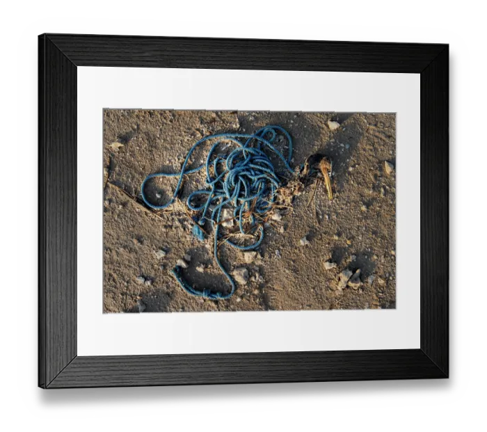 Framed Print : Socotra cormorant (Phalacrocorax nigrogularis) carcass caught in rope, Rubud Al Sharqiyah, Bahrain Framed Print : Socotra cormorant (Phalacrocorax nigrogularis) carcass caught in rope, Rubud Al Sharqiyah, Bahrain