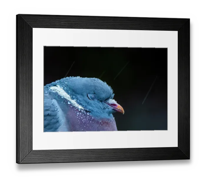 Framed Print : Wood pigeon (Columba palumbus) asleep in rain, head portrait, Slimbridge WWT, Gloucestershire, England, UK. February Framed Print : Wood pigeon (Columba palumbus) asleep in rain, head portrait, Slimbridge WWT, Gloucestershire, England, UK. February