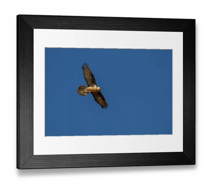 Framed Print : RF - Bearded vulture (Gypaetus barbatus) in flight against blue sky, Margaz Mountains, Western Mongolia. (This image may be licensed either as rights managed or royalty free.) Framed Print : RF - Bearded vulture (Gypaetus barbatus) in flight against blue sky, Margaz Mountains, Western Mongolia. (This image may be licensed either as rights managed or royalty free.)