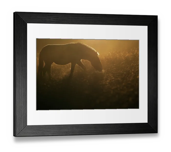 Framed Print : Przewalski's horse (Equus ferus przewalskii) standing in grassland at sunrise, Khomyn Talyn Takhi Nature reserve, Western Mongolia. Endangered Framed Print : Przewalski's horse (Equus ferus przewalskii) standing in grassland at sunrise, Khomyn Talyn Takhi Nature reserve, Western Mongolia. Endangered