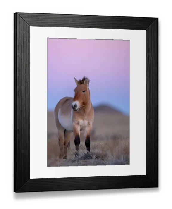 Framed Print : RF - Przewalski's horse (Equus ferus przewalskii) standing in grassland, Khomyn Talyn Takhi Nature reserve, Western Mongolia. Endangered Framed Print : RF - Przewalski's horse (Equus ferus przewalskii) standing in grassland, Khomyn Talyn Takhi Nature reserve, Western Mongolia. Endangered