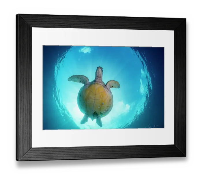 Framed Print : RF - Green sea turtle (Chelonia mydas) swimming, portrait, Bunaken National Park, near Siladan Island, North Sulawesi, Indonesia, Pacific Ocean. Endangered Framed Print : RF - Green sea turtle (Chelonia mydas) swimming, portrait, Bunaken National Park, near Siladan Island, North Sulawesi, Indonesia, Pacific Ocean. Endangered