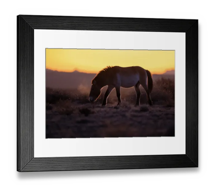 Framed Print : Przewalski's horse (Equus ferus przewalskii) standing in grassland at sunrise, Khomyn Talyn Takhi Nature reserve, Western Mongolia. Endangered Framed Print : Przewalski's horse (Equus ferus przewalskii) standing in grassland at sunrise, Khomyn Talyn Takhi Nature reserve, Western Mongolia. Endangered