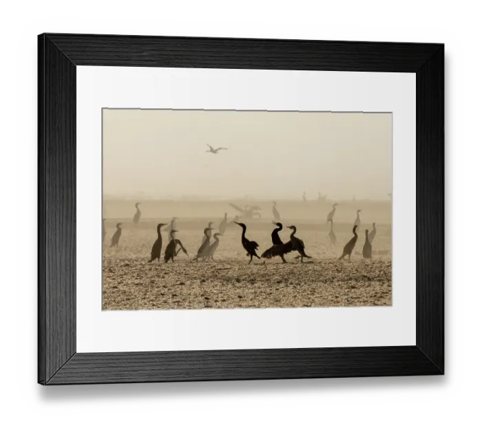 Framed Print : Socotra cormorants (Phalacrocorax nigrogularis) flock squabbling, Rubud Al Sharqiyah, Bahrain Framed Print : Socotra cormorants (Phalacrocorax nigrogularis) flock squabbling, Rubud Al Sharqiyah, Bahrain