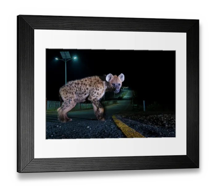 Framed Print : Spotted hyena (Crocuta crocuta) on highway at night, Harar, Ethiopia Framed Print : Spotted hyena (Crocuta crocuta) on highway at night, Harar, Ethiopia
