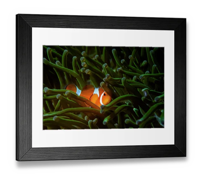 Framed Print : RF - Western clown anemonefish (Amphiprion ocellaris) among tentacles of Magnificent sea anemone (Heteractis magnifica) host, Bunaken National Park, North Sulawesi, Indonesia