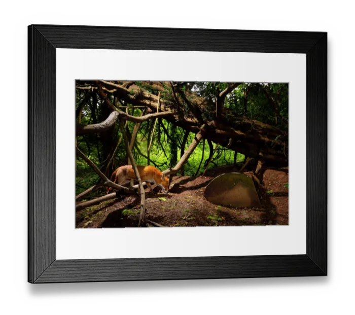 Framed Print : Red fox (Vulpes vulpes) wandering through Arnos Vale Cemetery, Bristol, England, UK. March Framed Print : Red fox (Vulpes vulpes) wandering through Arnos Vale Cemetery, Bristol, England, UK. March