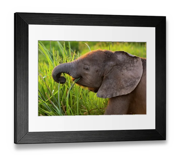 Framed Print : African elephant (Loxodonta africana) calf, grazing, Amboseli National Park, Kenya. Endangered Framed Print : African elephant (Loxodonta africana) calf, grazing, Amboseli National Park, Kenya. Endangered
