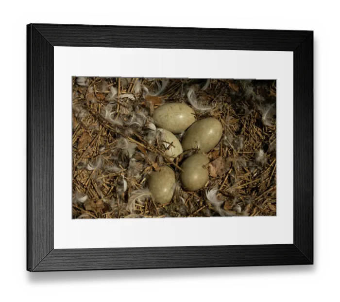 Framed Print : Mute swan (Cygnus olor) nest with eggs, Abbotsbury Swannery, Dorset, England, UK. June Framed Print : Mute swan (Cygnus olor) nest with eggs, Abbotsbury Swannery, Dorset, England, UK. June