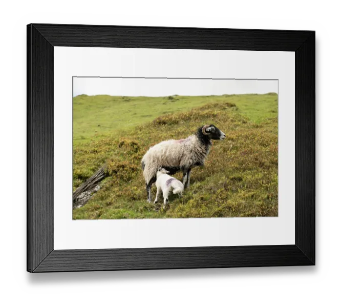 Framed Print : Black faced sheep, ewe and suckling lamb, on hillside, Black Mountains, Herefordshire, England, UK. May Framed Print : Black faced sheep, ewe and suckling lamb, on hillside, Black Mountains, Herefordshire, England, UK. May