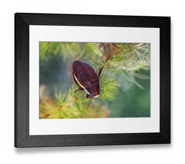 Framed Print : Black belly diving beetle (Dytiscus semisulcatus) resting on aquatic plant, Ice Age pond, Herefordshire, England, UK. June. Controlled conditions Framed Print : Black belly diving beetle (Dytiscus semisulcatus) resting on aquatic plant, Ice Age pond, Herefordshire, England, UK. June. Controlled conditions