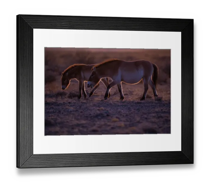 Framed Print : Two Przewalski's horses (Equus ferus przewalskii) walking in grassland in early morning, Khomyn Talyn Takhi Nature reserve, Western Mongolia. Endangered Framed Print : Two Przewalski's horses (Equus ferus przewalskii) walking in grassland in early morning, Khomyn Talyn Takhi Nature reserve, Western Mongolia. Endangered
