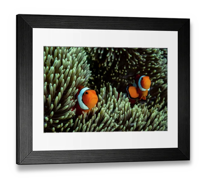 Framed Print : RF - Two Western clown anemonefish (Amphiprion ocellaris) among tentacles of Magnificent sea anemone (Heteractis magnifica) host, Bunaken National Park, North Sulawesi, Indonesia Framed Print : RF - Two Western clown anemonefish (Amphiprion ocellaris) among tentacles of Magnificent sea anemone (Heteractis magnifica) host, Bunaken National Park, North Sulawesi, Indonesia