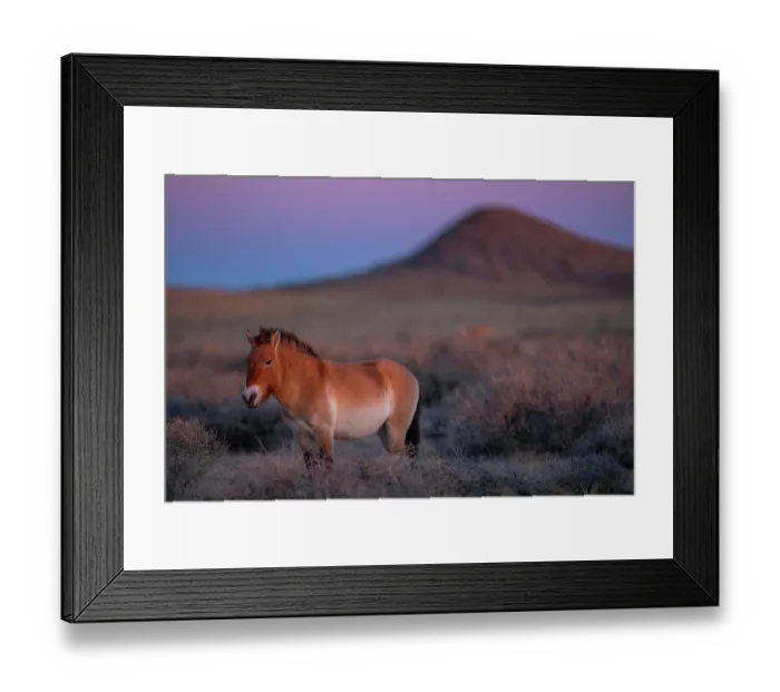 Framed Print : RF - Przewalski's horse (Equus ferus przewalskii) standing in grassland, Khomyn Talyn Takhi Nature reserve, Western Mongolia. Endangered Framed Print : RF - Przewalski's horse (Equus ferus przewalskii) standing in grassland, Khomyn Talyn Takhi Nature reserve, Western Mongolia. Endangered