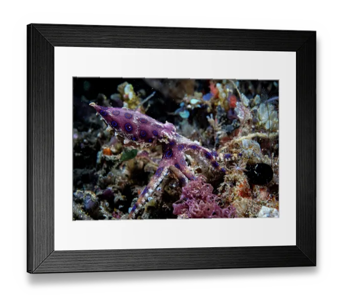Framed Print : RF - Greater blue-ringed octopus (Hapalochlaena lunulata) walking across the sea bed, Lembeh Strait, North Sulawesi, Indonesia, Pacific Ocean Framed Print : RF - Greater blue-ringed octopus (Hapalochlaena lunulata) walking across the sea bed, Lembeh Strait, North Sulawesi, Indonesia, Pacific Ocean