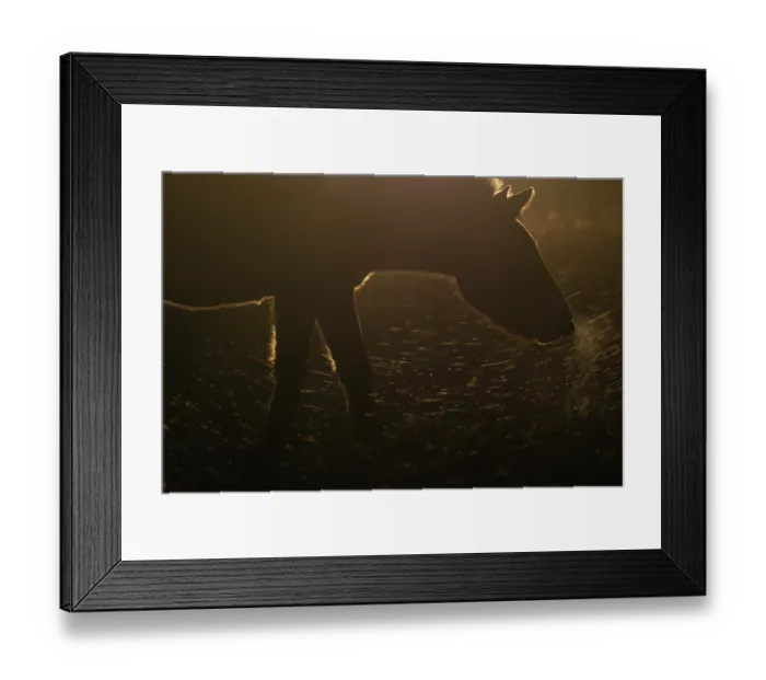 Framed Print : Przewalski's horse (Equus ferus przewalskii) standing in grassland at sunrise, Khomyn Talyn Takhi Nature reserve, Western Mongolia. Endangered Framed Print : Przewalski's horse (Equus ferus przewalskii) standing in grassland at sunrise, Khomyn Talyn Takhi Nature reserve, Western Mongolia. Endangered