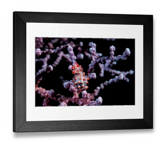Framed Print : RF - Pygmy seahorse (Hippocampus bargibanti) camouflaged on a Sea fan (Muricella sp.) on a coral reef, Lembeh Strait, North Sulawesi, Indonesia, Pacific Ocean