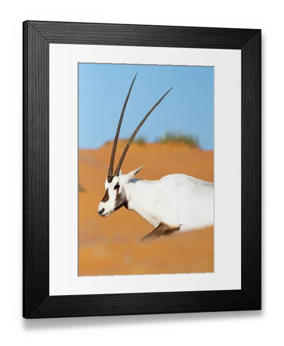 Framed Print : Arabian oryx (Oryx leucoryx) restin gin the sand dunes, Dubai Desert Conservation Reserve, Dubai, UAE Framed Print : Arabian oryx (Oryx leucoryx) restin gin the sand dunes, Dubai Desert Conservation Reserve, Dubai, UAE