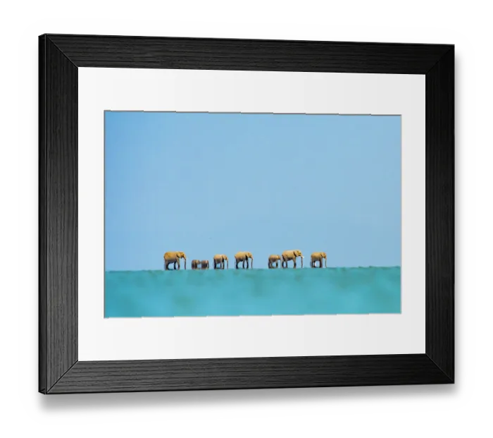 Framed Print : African elephants (Loxodonta africana) herd crossing lake, with heat haze, Amboseli National Park, Kenya. Endangered Framed Print : African elephants (Loxodonta africana) herd crossing lake, with heat haze, Amboseli National Park, Kenya. Endangered