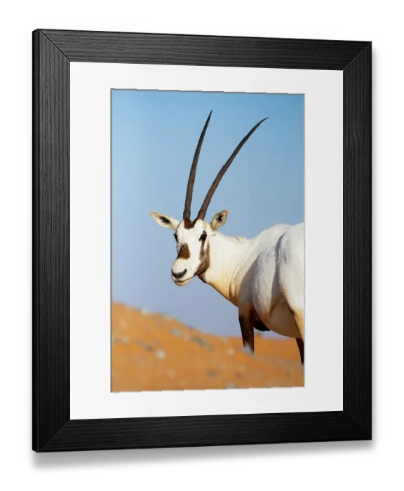Framed Print : Arabian oryx (Oryx leucoryx) head portrait, Dubai Desert Conservation Reserve, Dubai, UAE Framed Print : Arabian oryx (Oryx leucoryx) head portrait, Dubai Desert Conservation Reserve, Dubai, UAE