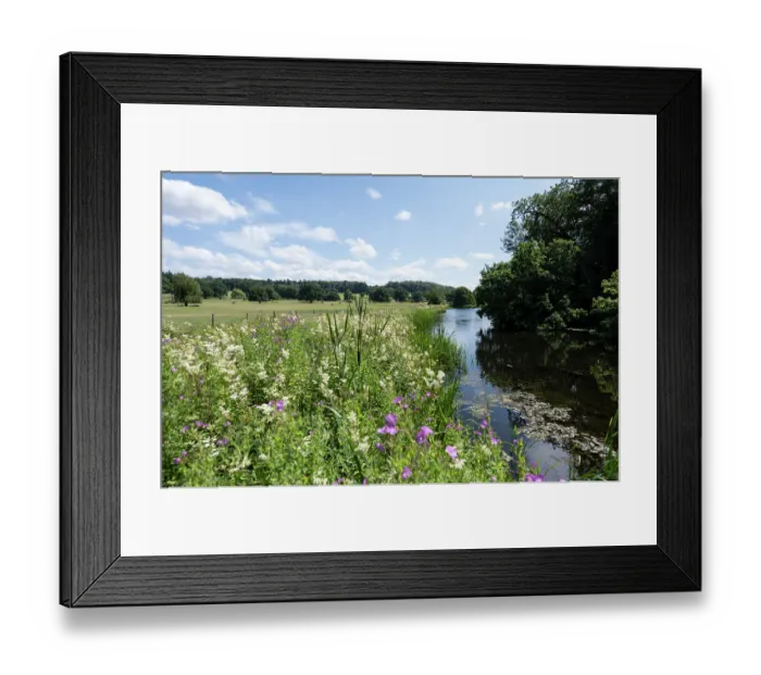 Framed Print : Meadow sweet (Filipendula ulmaria) and Great willowherb (Epilobium hirsutum) in flower at pool margins, Berrington Hall Pool SSSI, Herefordshire, England, UK, July Framed Print : Meadow sweet (Filipendula ulmaria) and Great willowherb (Epilobium hirsutum) in flower at pool margins, Berrington Hall Pool SSSI, Herefordshire, England, UK, July