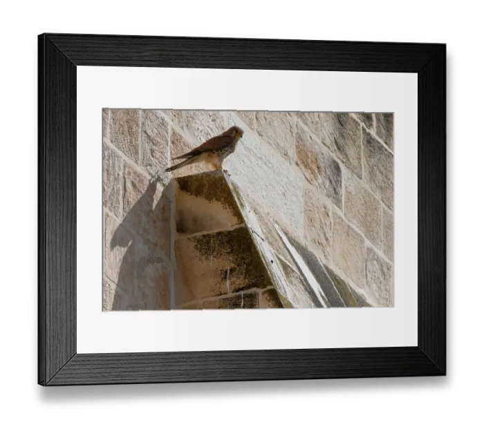 Framed Print : Common kestrel (Falco tinnunculus) perched on city walls of Jerusalem, Israel