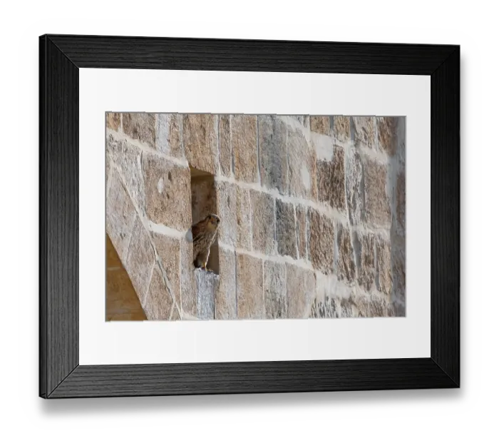 Framed Print : Common kestrel (Falco tinnunculus) peering out from nest site in city walls of Jerusalem, Israel Framed Print : Common kestrel (Falco tinnunculus) peering out from nest site in city walls of Jerusalem, Israel