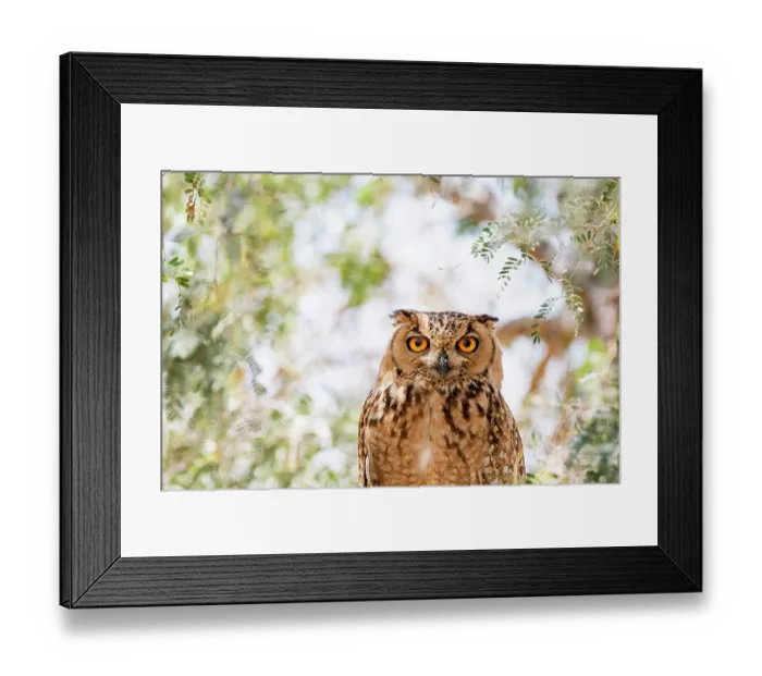 Framed Print : Pharaoh eagle owl (Bubo ascalaphus) portrait, Al Qudra, Dubai, UAE Framed Print : Pharaoh eagle owl (Bubo ascalaphus) portrait, Al Qudra, Dubai, UAE
