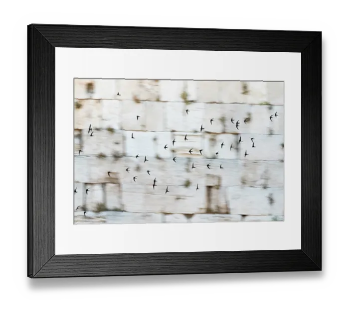 Framed Print : Common swifts (Apus apus) flock in flight along Western Wall, Western Wall Plaza (Kotel), Jerusalem, Israel Framed Print : Common swifts (Apus apus) flock in flight along Western Wall, Western Wall Plaza (Kotel), Jerusalem, Israel