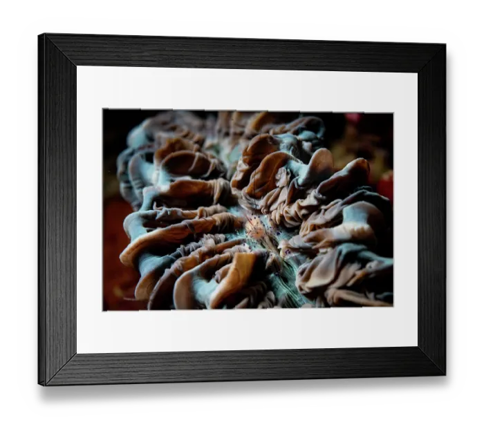 Framed Print : Bubble coral shrimp (Vir philippinensis) on Bubble coral (Plerogyra sinuosa), off Siladen Island, North Sulawesi, Indonesia, Pacific Ocean Framed Print : Bubble coral shrimp (Vir philippinensis) on Bubble coral (Plerogyra sinuosa), off Siladen Island, North Sulawesi, Indonesia, Pacific Ocean