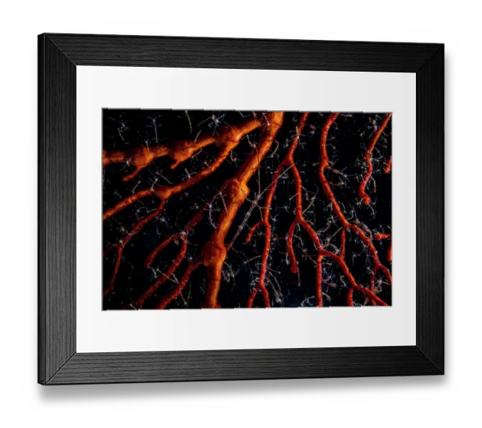 Framed Print : Skeleton shrimps (Caprella sp.) covering fan coral, Bunaken National Park, North Sulawesi, Indonesia, Pacific Ocean Framed Print : Skeleton shrimps (Caprella sp.) covering fan coral, Bunaken National Park, North Sulawesi, Indonesia, Pacific Ocean